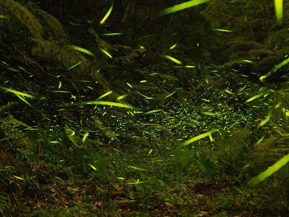 Starlight Forest B&B Jinshi Kültér fotó